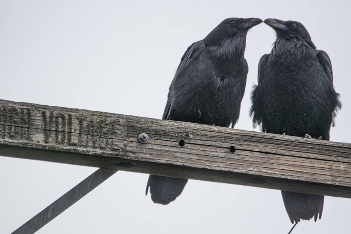 The Cryptic Language of Crows: Understanding Avian Intelligence